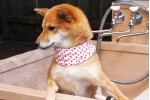 吉田あずき.jpg