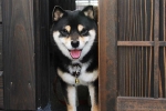 長山夏都.jpg