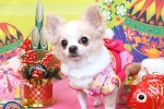 吉田ハッピー.jpg