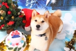 森本豆太.jpg