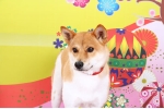 沢ビビ.jpg